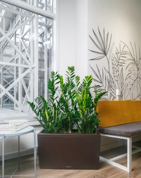 Замиокулькас в CARARO 75