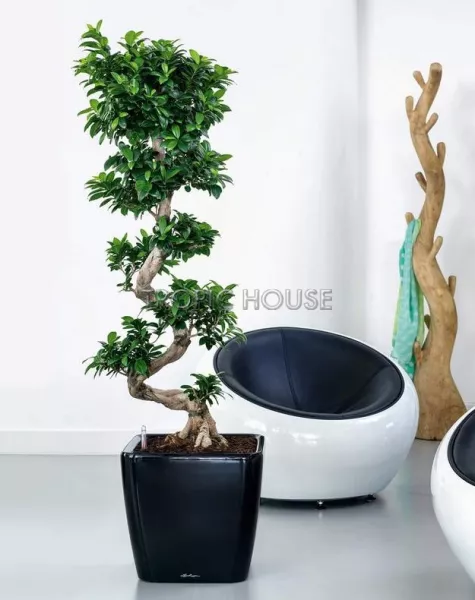 Кашпо LECHUZA QUADRO LS 43х40 см