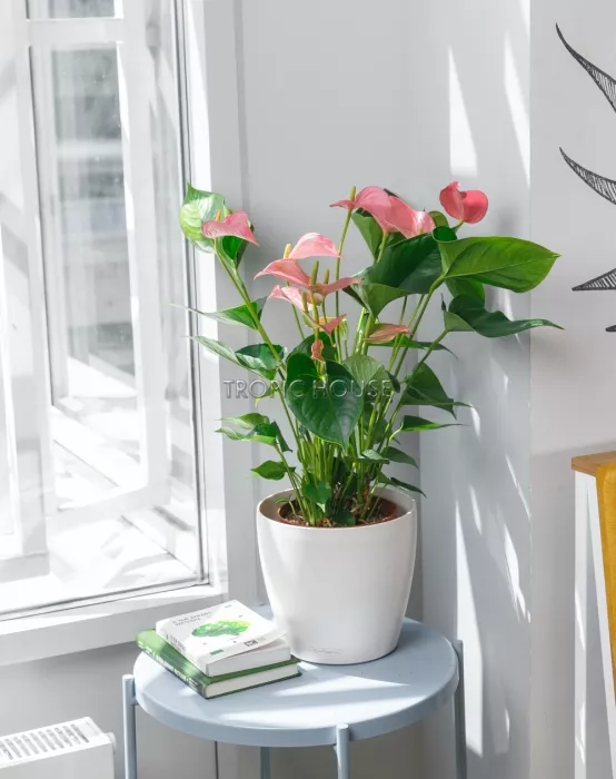 Антуриум розовый в CLASSICO Color 21