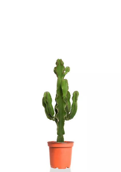 Эуфорбия 19/90 см