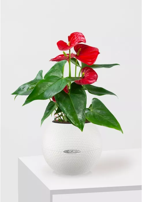 Антуриум красный PURO COLOR 20/40 см Белый
