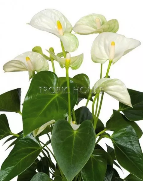 Антуриум белый в CLASSICO 21