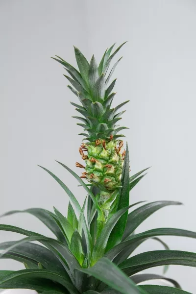 Ананас 15/50 см в CLASSICO 21
