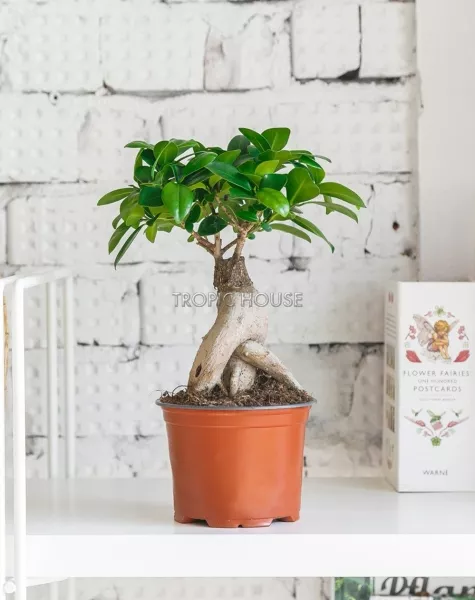 Фикус Микрокарпа 12/30 см в LAMELA MAGNOLIA fi 135