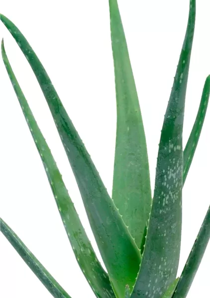 Алоэ Вера в CUBE GLOSSY KISS 14