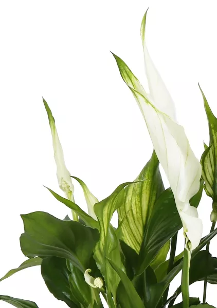 Спатифиллум в CUBE GLOSSY TRIPLE