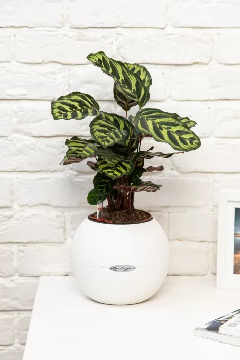 Калатея Макояна в PURO 20