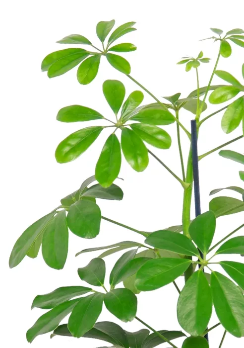 Шеффлера Нора 12/40 см в CUBE COLOR 14