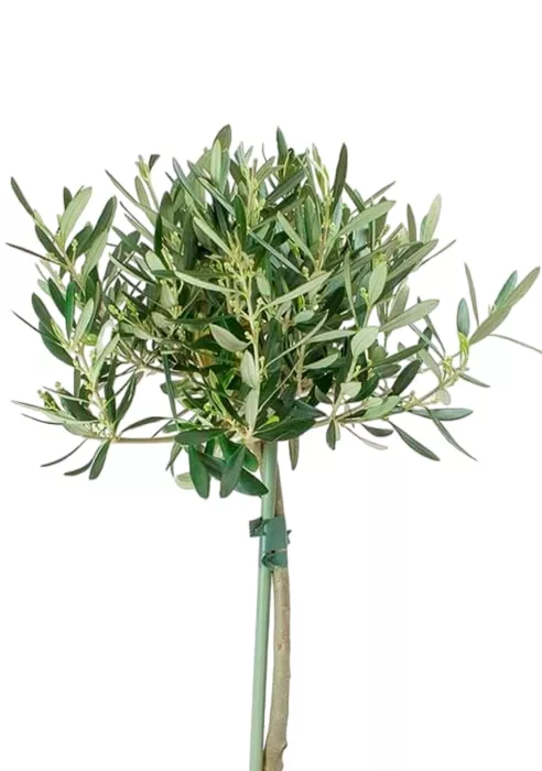 Олива на стволе в CUBICO 22