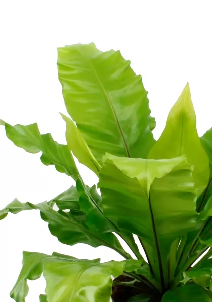 Асплениум Нидус  19/50 см