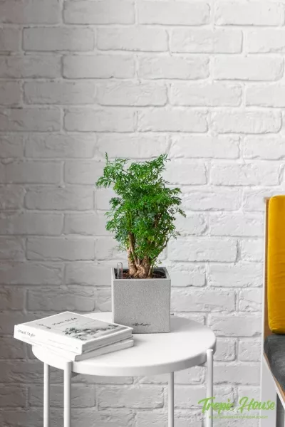 Полисциас в CANTO STONE 14