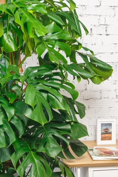 Монстера на опоре 35/180 см