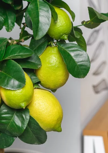 Лимон в CLASSICO 28