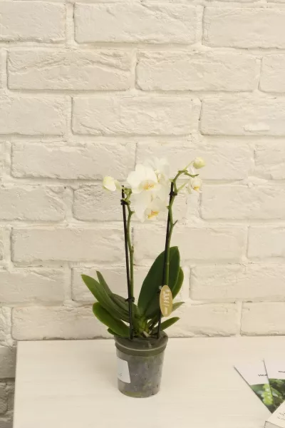 Орхидея Фаленопсис мини микс 9/30 см