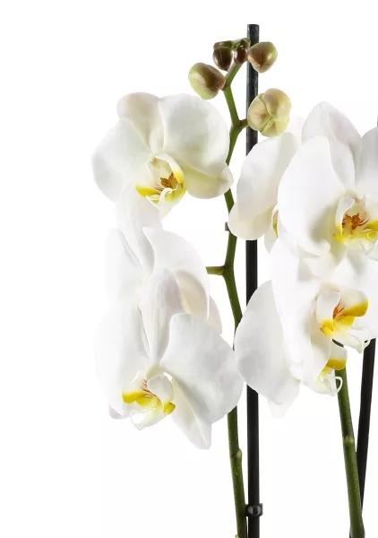 Фаленопсис Кэмбридж в ORCHIDEA 18