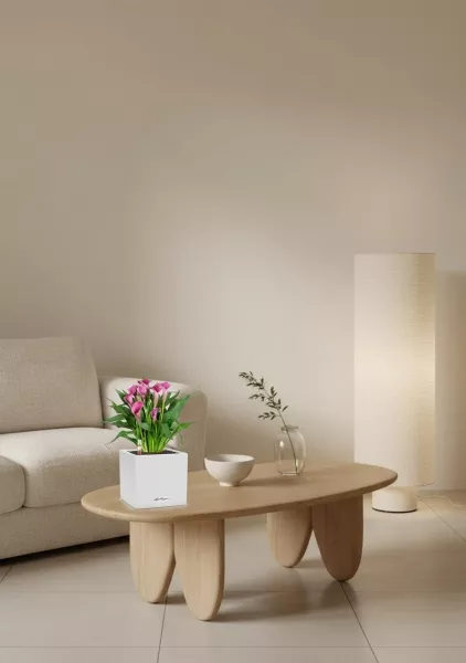 Калла микс 12/35 см в CANTO STONE 14