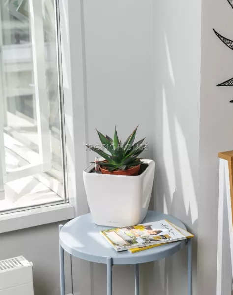 Агава в QUADRO LS 21