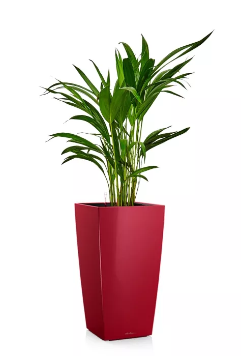 Хризалидокарпус в CUBICO 22, ярко-красный блестящий