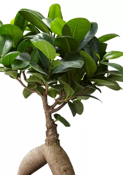 Фикус микрокарпа 6/25 см