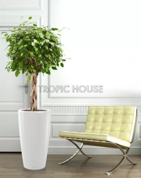 Фикус Экзотика переплетенный в RONDO 40