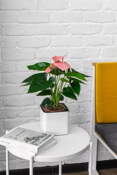 Антуриум розовый в CUBE GLOSSY 14