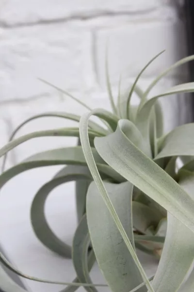 Тилландсия Ксерографика