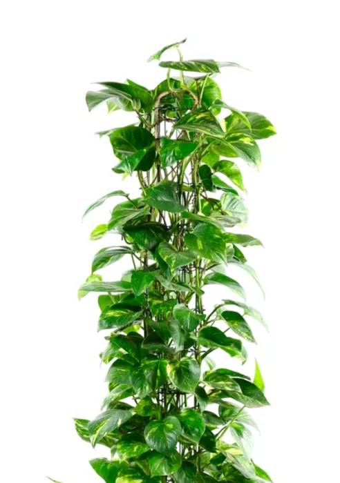 Сциндапсус Ауреум пирамида 27/160 см