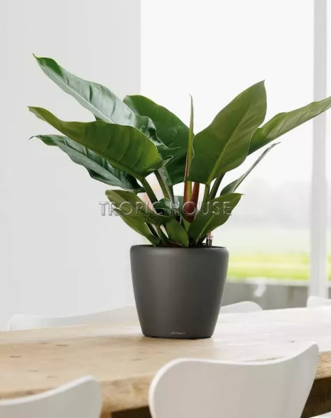 Кашпо LECHUZA CLASSICO LS 21х20 см