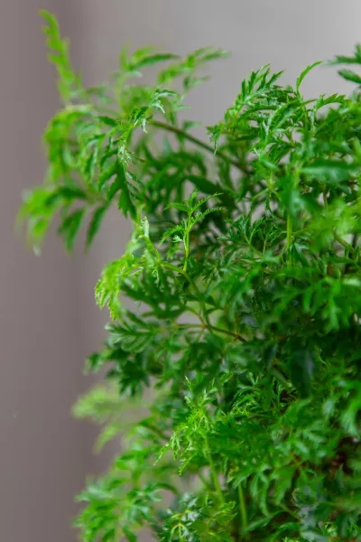 Полисциас в CUBE COLOR 14