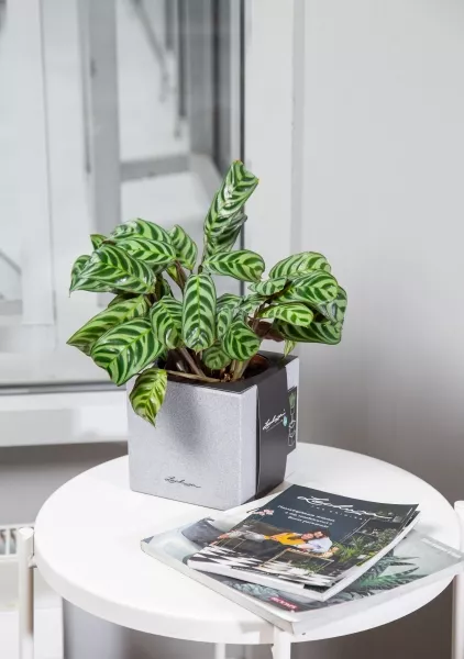 Ктенанта Бурле 12/25 см