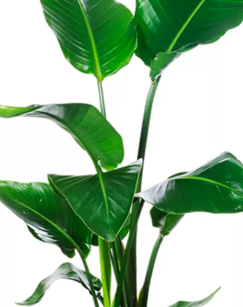 Стрелиция Николай 19/90 в CANTO Stone low 30