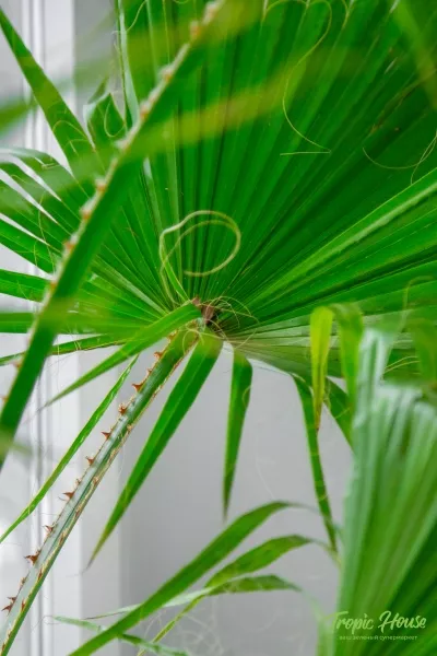 Вашингтония 43/180 см