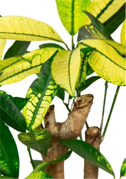 Кротон Миссис Айстон в PURO 20