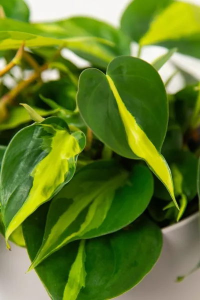 Филодендрон Сканденс Бразил 17/30 см