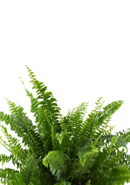 Папоротник Нефролепис Грин Леди 17/45 см