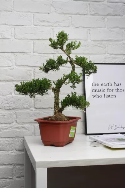 Бонсай Самшит 22/50 см в CLASSICO Color 28