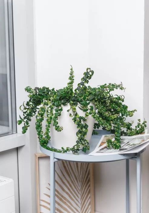 Эсхинантус в CLASSICO COLOR 21