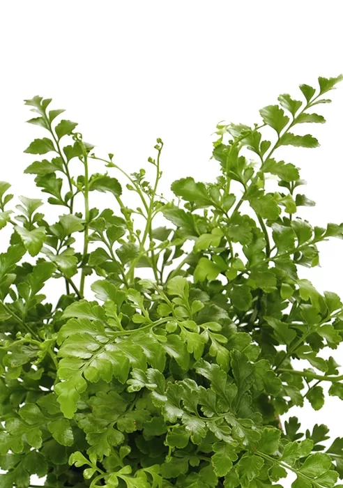 Папоротник Парвати в PURO 20