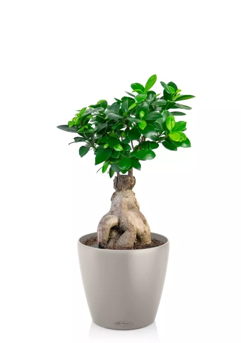 Бонсай в CLASSICO 18, песочно-коричневый