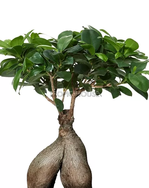 Фикус Бонсай в CUBE GLOSSY 14