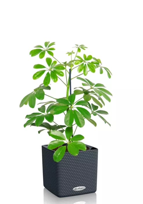 Шеффлера Нора 12/40 см в CUBE COLOR 14, серый