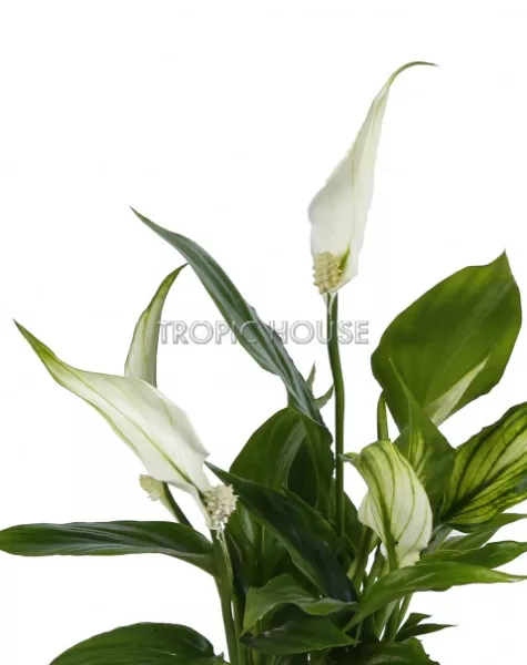 Спатифиллум в CUBE COLOR 14