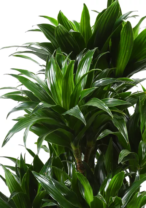 Драцена Компакта бранч в CANTO STONE HIGH 30