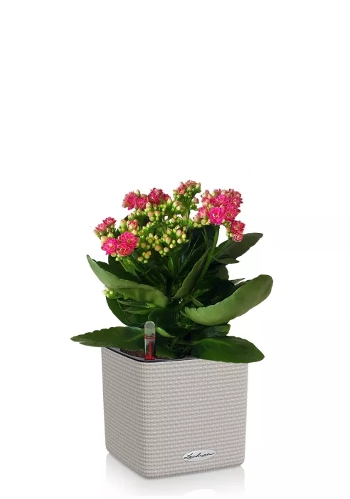 Каланхоэ в CUBE COLOR 14, песочно-коричневый