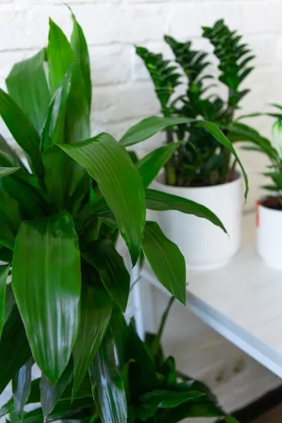 Набор для озеленения офиса № 4 (Спатифиллум, Замиокулькас Зензи, Драцена Джанет Крейг 3 ствола)