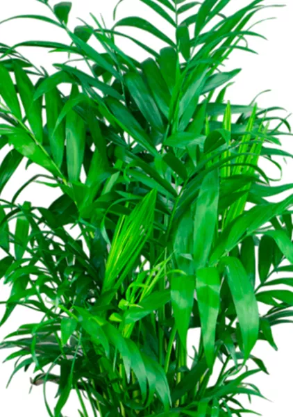 Хамедорея 23/90 в CLASSICO COLOR 28