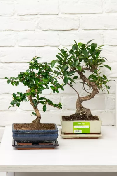 Бонсай микс в керамике S форма 20/35 см