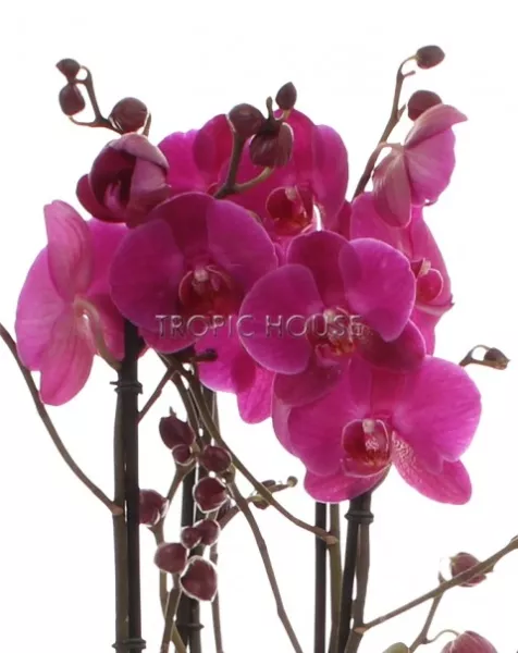 Фаленопсис Маеко в ORCHIDEA 18