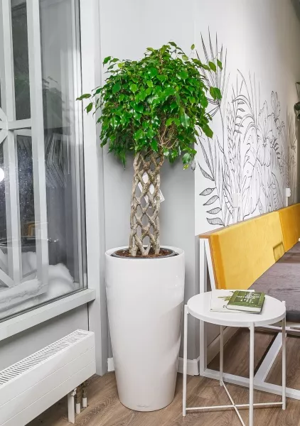 Фикус Экзотика решетка RONDO 40