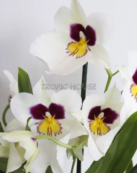 Орхидея Мильтония белая в ORCHIDEA 18